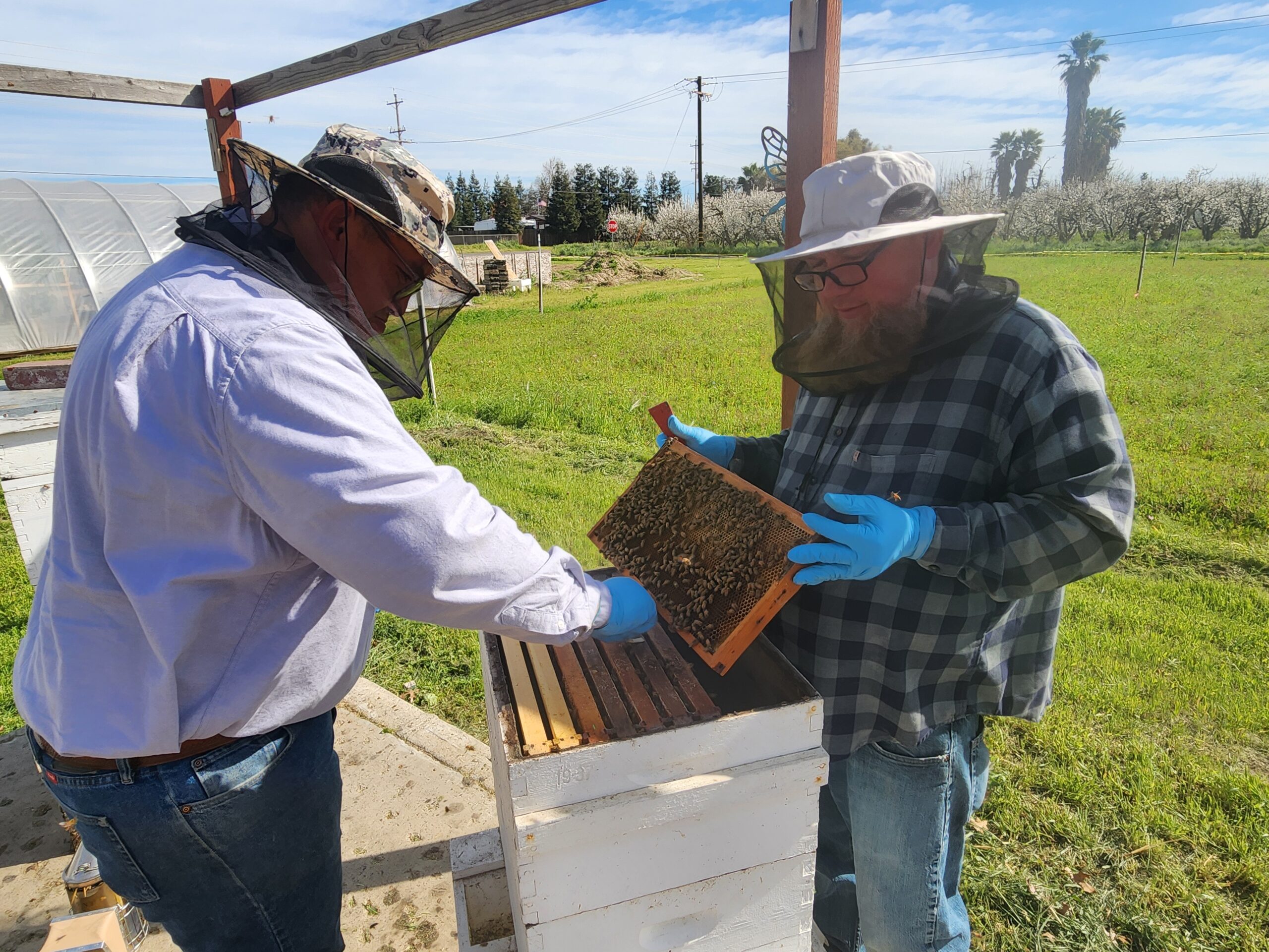 two men opening up bee boxes